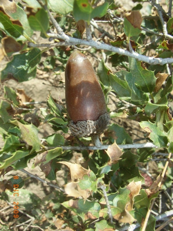 Quercus coccifera / Quercia spinosa
